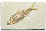 Detailed Fossil Fish (Knightia) - Wyoming #346022-1